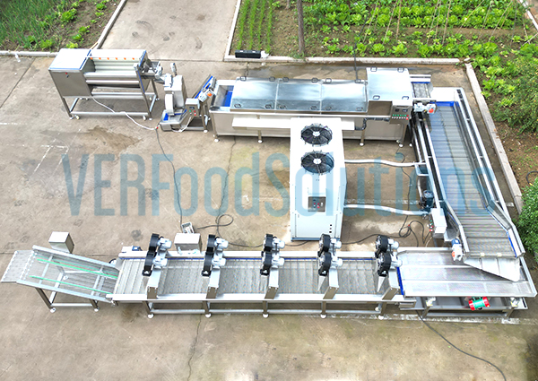 From VERFOODSOLUTIONS’s Factory to Italy: Successful Supply of Potato Chips Cutting Blanching Pasteurizing Cooling Air Drying Line