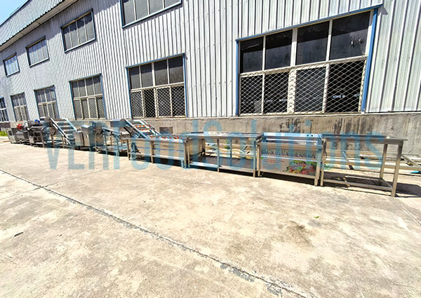 Seamless Lettuce Salad Washing Cutting Drying Line Delivery for Argentine Vegetable Processor